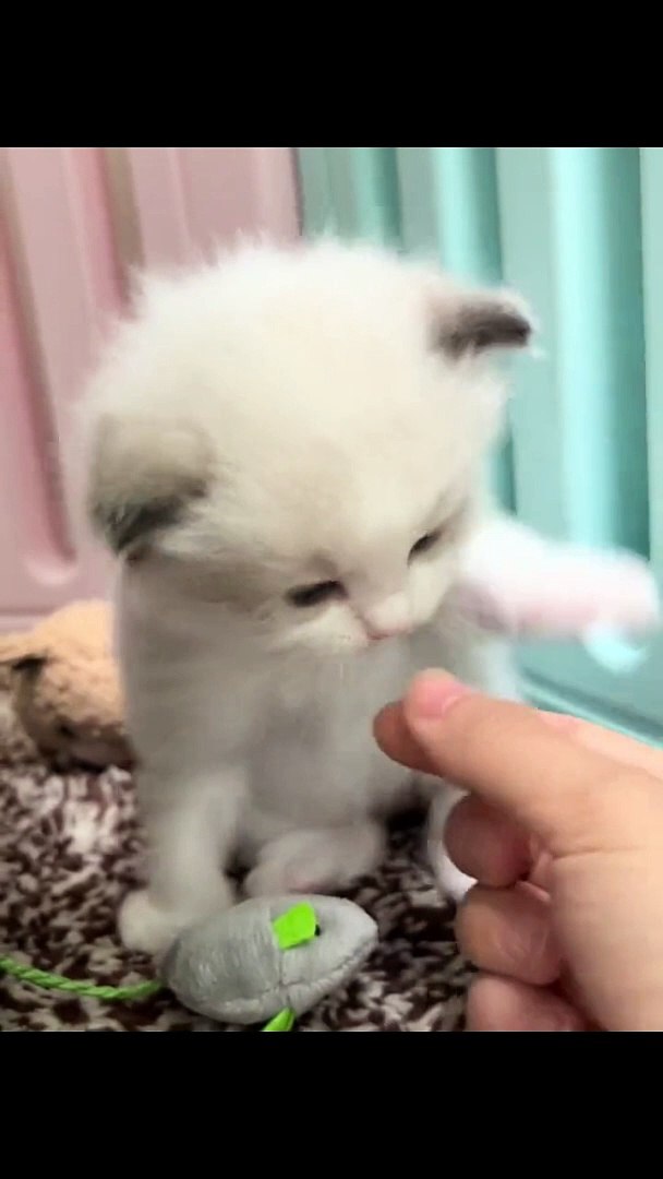 ⁣Cats Funny Compilation | Cats Funny Moments | Cats Funny Reactions | Animals Funny Moments #animal #