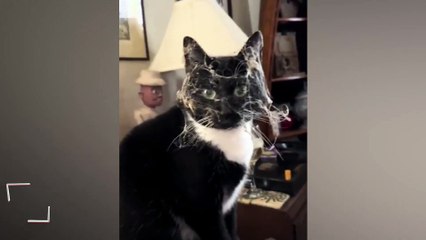 Örümcek ağına takılan sevimli kedicik