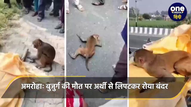 Amroha: बुजुर्ग की मौत पर अर्थी से लिपटकर रोया बंदर, अंतिम संस्कार में शामिल, Video |वनइंडिया हिंदी