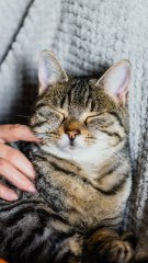  Le mystère du ronronnement de chat résolu !