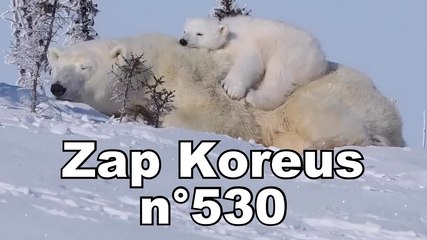 Zap Koreus n°530
