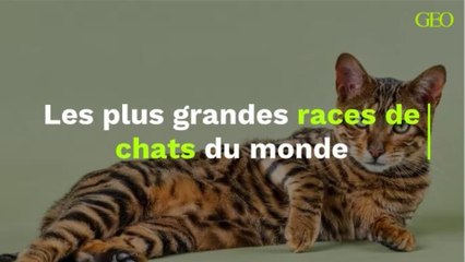 Les plus grandes races de chats du monde (1)