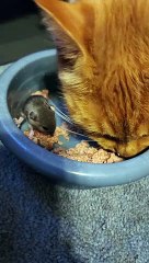 Mouse Helps Itself to Cat's Food