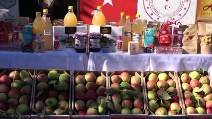 Amasya'da Misket Elması Hasat Töreni Yapıldı
