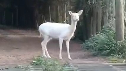Woman Has ‘Fairytale’ Experience After Spotting Rare White Deer
