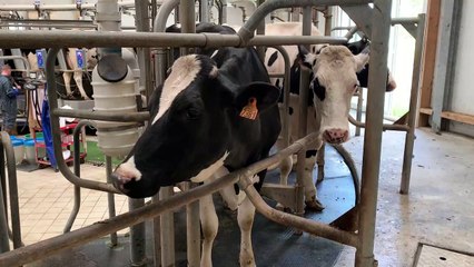 La collecte de lait de vache a baissé en août 2023 en France