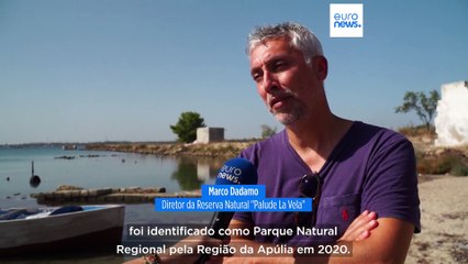 Tráfico e poluição ameaçam cavalos-marinhos do Mar Piccolo
