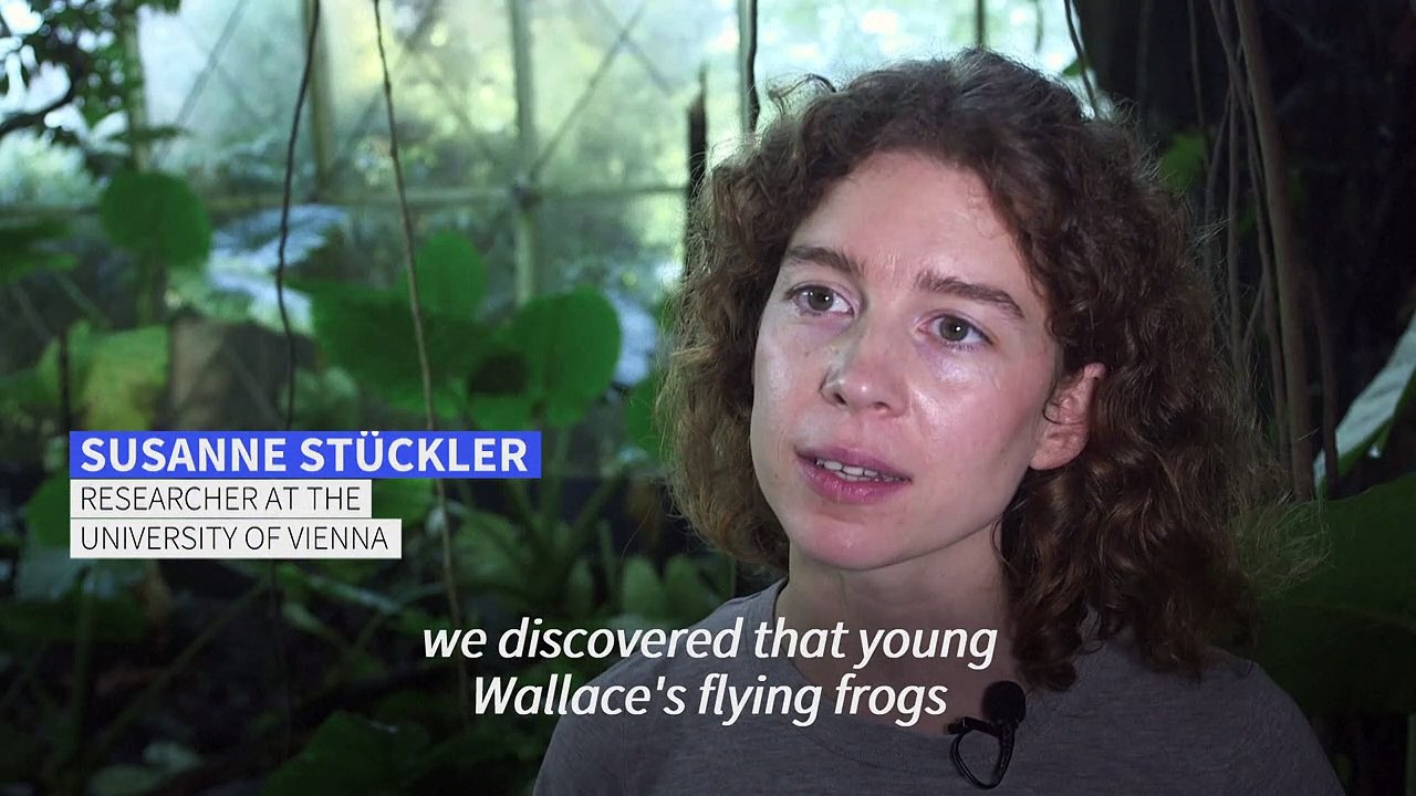 Study finds young frogs may camouflage selves as animal poo
