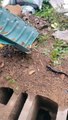 Rescued Salamanders Hit Undo