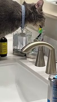 Cat Licks Owner's Toothbrush