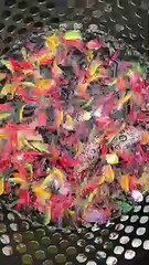 ikan hias warna warni