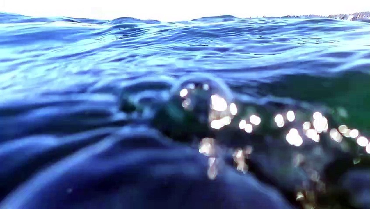 Les phoques jouent avec le nageur de Puget Sound