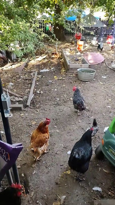 Henny Penny Saves The Day