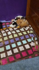 Kittens Adopt a Pet Mouse