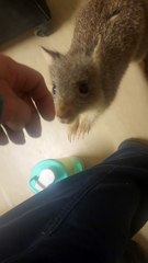 Friendly Bettong Comes For a Visit
