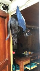 Kitty Gets Into A Pickle