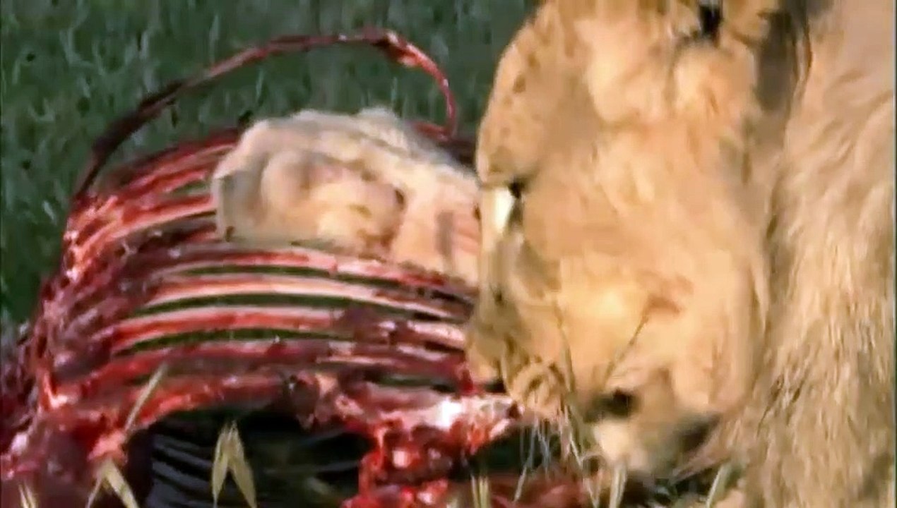 VientMater-Felinos|3/3