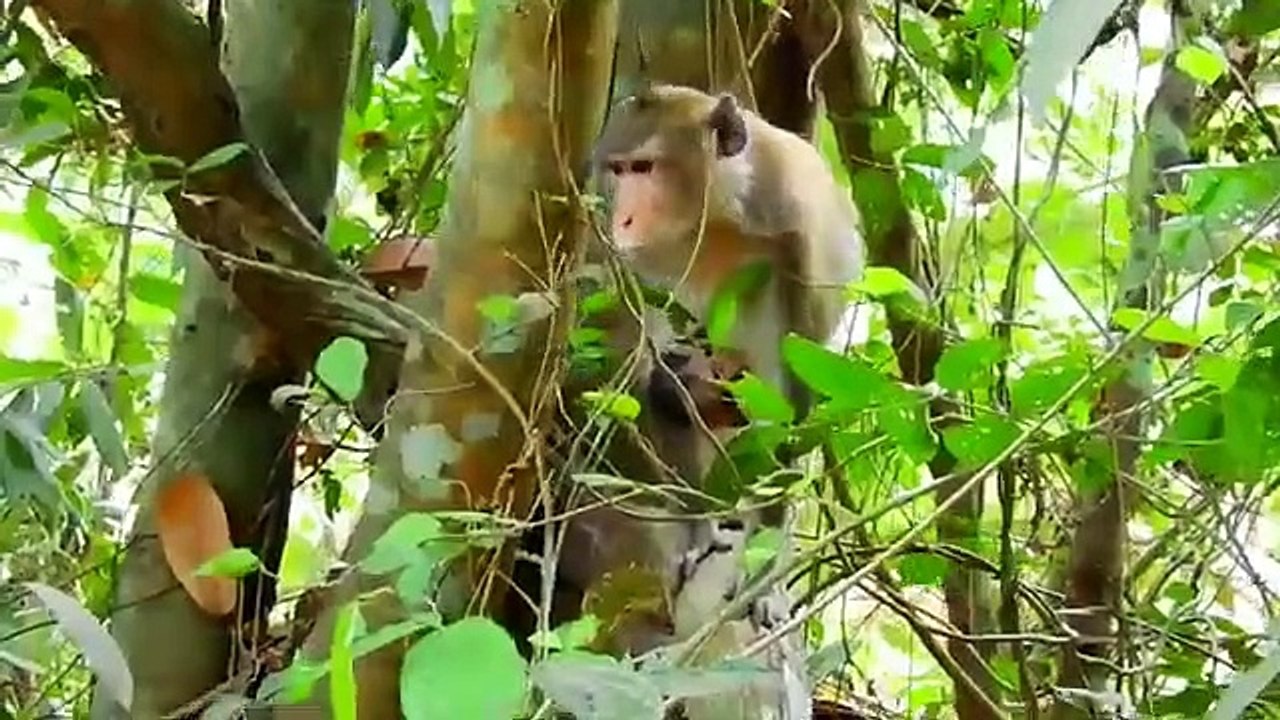 Monkey baby Alba and monkey Anna.... P32