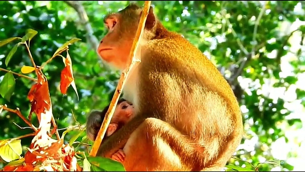 Monkey baby Alba and monkey Anna.... P34