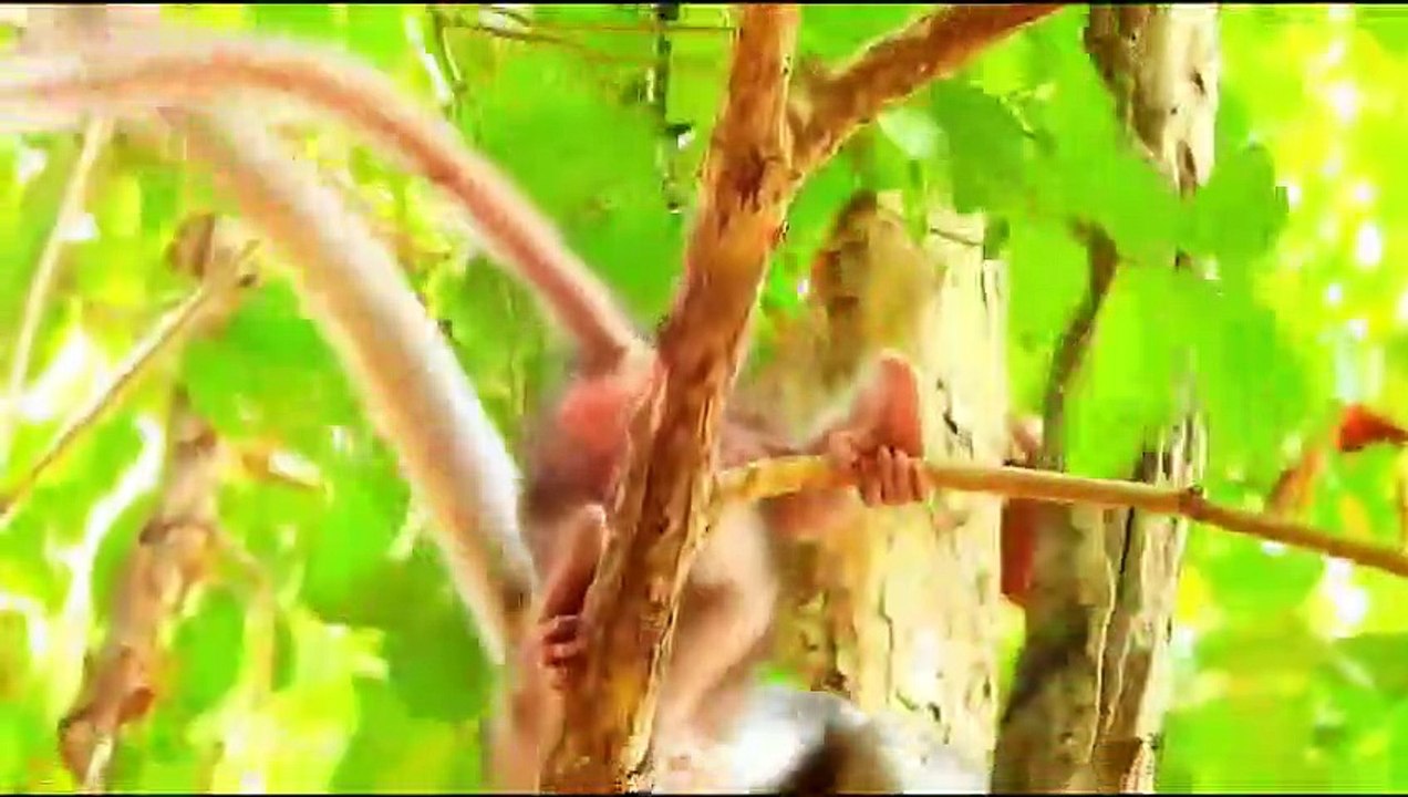 Monkey baby Alba and monkey Anna.... P48