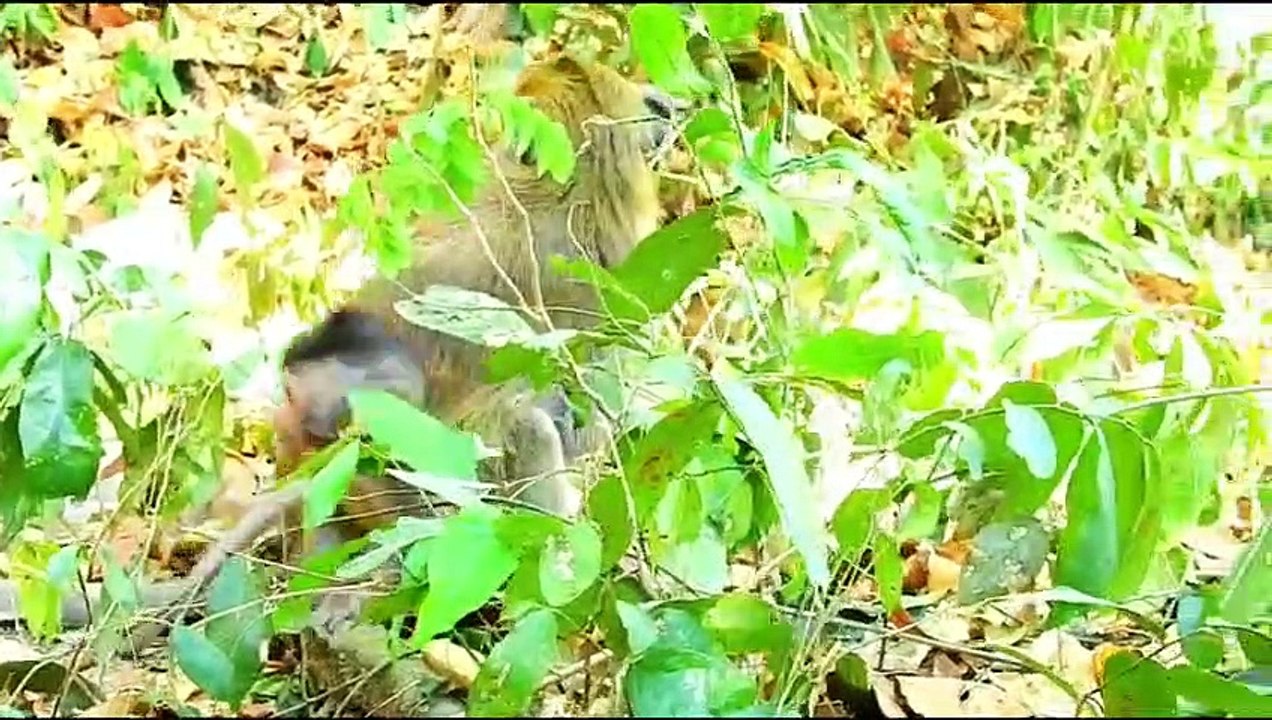 Monkey baby Alba and monkey Anna.... P56