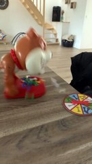 Croc Dog Causes A Spook