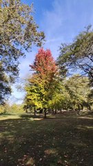 Fall Colors Arriving in Springfield, Ohio - Foliage Galore