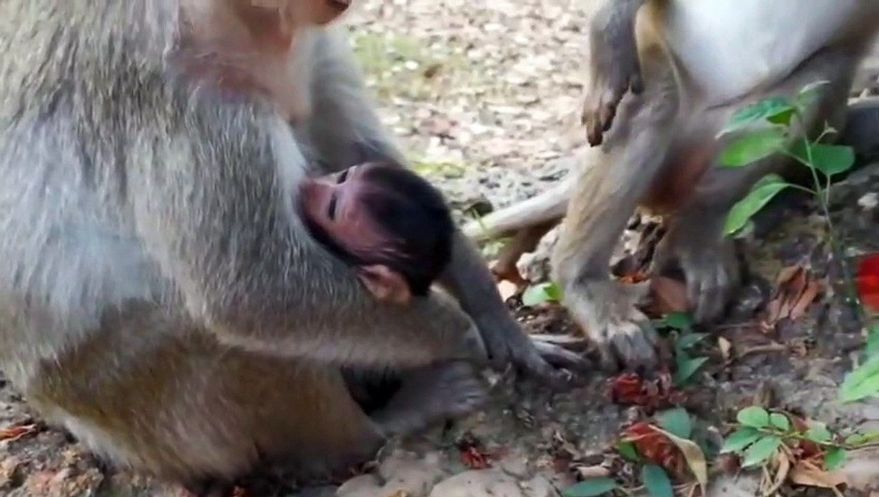 Monkey -Baby Sweatie  & Sweatie