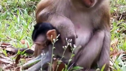Monkey -Baby Lori and baby Violet