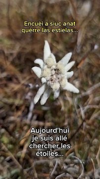 Étoile des neiges - Edelweiss