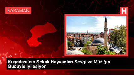 Kuşadası'nın Sokak Hayvanları Sevgi ve Müziğin Gücüyle İyileşiyor