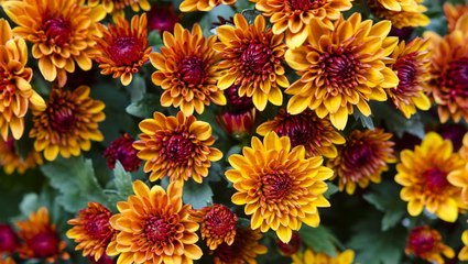How to Plant and Care for Mums—the Fall Showstoppers That Fill Gardens With Color