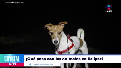¿Qué pasa con los animales en el eclipse?
