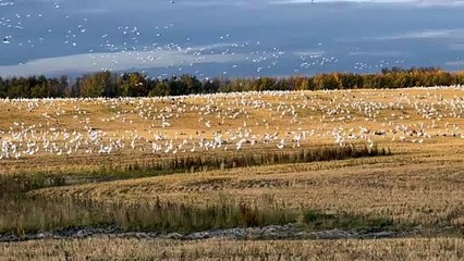 Large Swirling Gaggle Of Geese