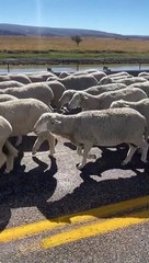 Flock of Floof Causes Traffic Jam