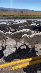 Flock of Floof Causes Traffic Jam