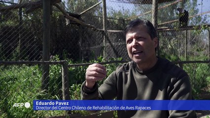 Bety, la cóndor nacida en cautiverio en Polonia conocerá la libertad en Chile