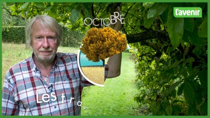 Travaux du jardin - 14 octobre 2023 : le plaqueminier