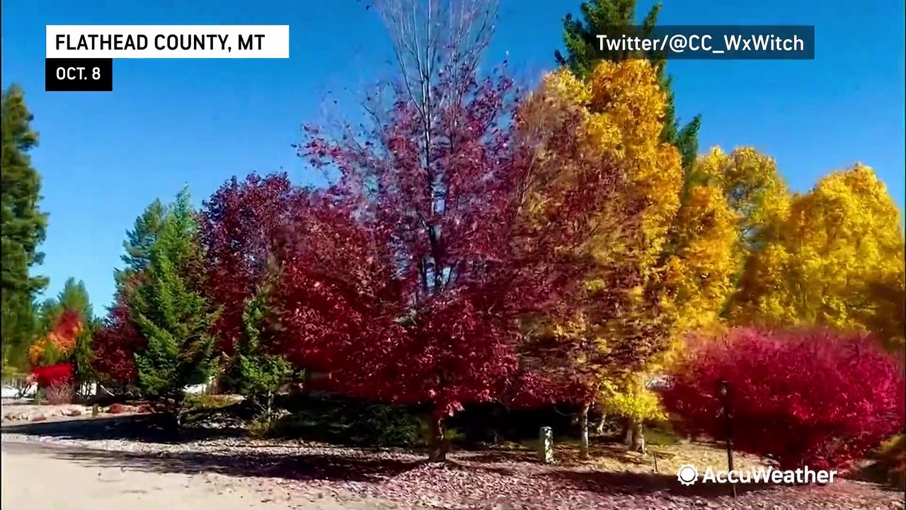 Fantastic fall foliage found far and wide across the US - video Dailymotion