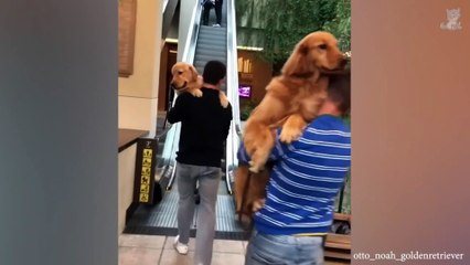 Kiss is not free, man!  FUNNIEST Dogs and Human Moments