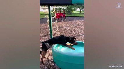 Laugh Out Loud with these FUNNIEST Dogs Of The Week 