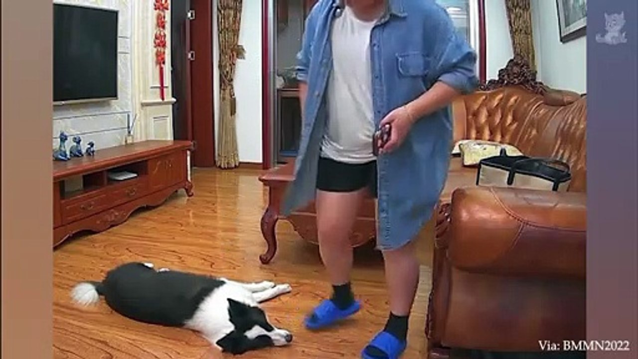 I WOULD die laughing for these dogs!
