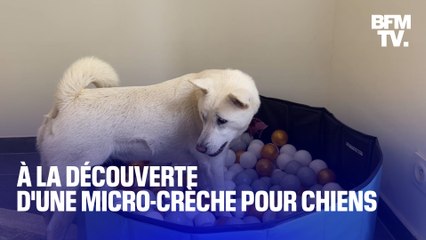 "Je l'ai conçue comme une crèche pour enfants": à la découverte d'une micro-crèche pour chiens