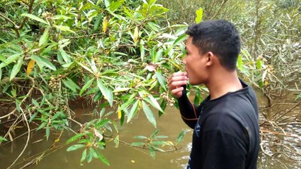 Catching fish in the inland rivers of aceh in the traditional way