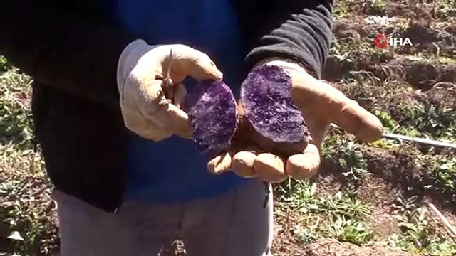Sivas'ta hasadı başladı, faydası saymakla bitmiyor: 10 kat daha besleyici!