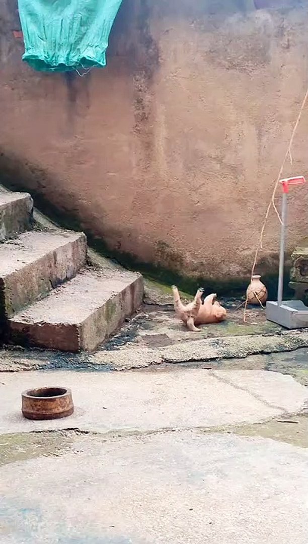 ⁣Dogs Funny Moments | Dogs Coming Down On The Stairs | Animals Funny Reactions | Cute Pets #animals #