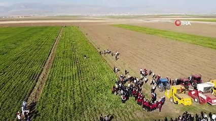 Vali Atay traktöre binerek yer fıstığı hasadı yaptı