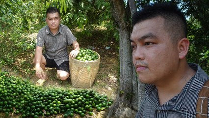 Harvest the Snow Lemon Garden under the 40 degree Celsius sun and bring it to the market to sell