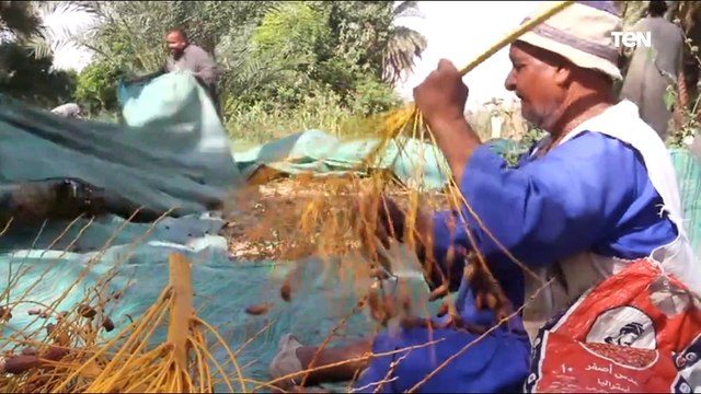 المزارعون يحصدون النخيل فى موسم جنى البلح الأسوانى