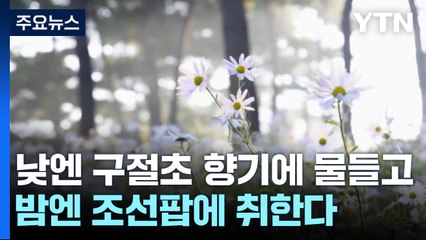 낮엔 구절초 향기에 물들고, 밤엔 조선팝에 취한다 / YTN